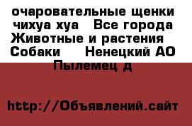 очаровательные щенки чихуа-хуа - Все города Животные и растения » Собаки   . Ненецкий АО,Пылемец д.